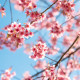 Цветотип Яркая Весна (Bright Spring, Clear Spring, Весна-Зима). Характеристики цветотипа Яркая Весна, палитра, гардероб.