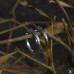 Серебряные серьги-полукольца большие “Омела” с фактурой веточки омелы