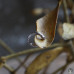 Серебряные каффы “Ветвь омелы” трех разных размеров