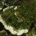 Кулон “Древесный гриб” из латуни №2