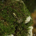 Кулон “Древесный гриб” из латуни №2