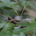 Серебряное кольцо “Кленовая кора” с отпечатком настоящей коры