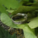Серебряное кольцо "Кленовая кора" узкое