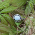 Серебряное фактурное кольцо с ларимаром