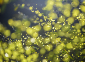 Браслет “Солнечная листва” из граненого пренита и рутилового кварца