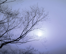 Серебряный кулон “Ветви Лунного леса” с лабрадором