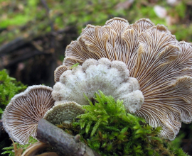 Серебряные серьги “Древесные грибы” с пренитами
