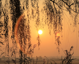 Кулон “Сияние солнца в ветках ивы” из нейзильбера с белемнитом